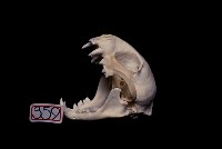 石虎頭骨藏品圖，第2張